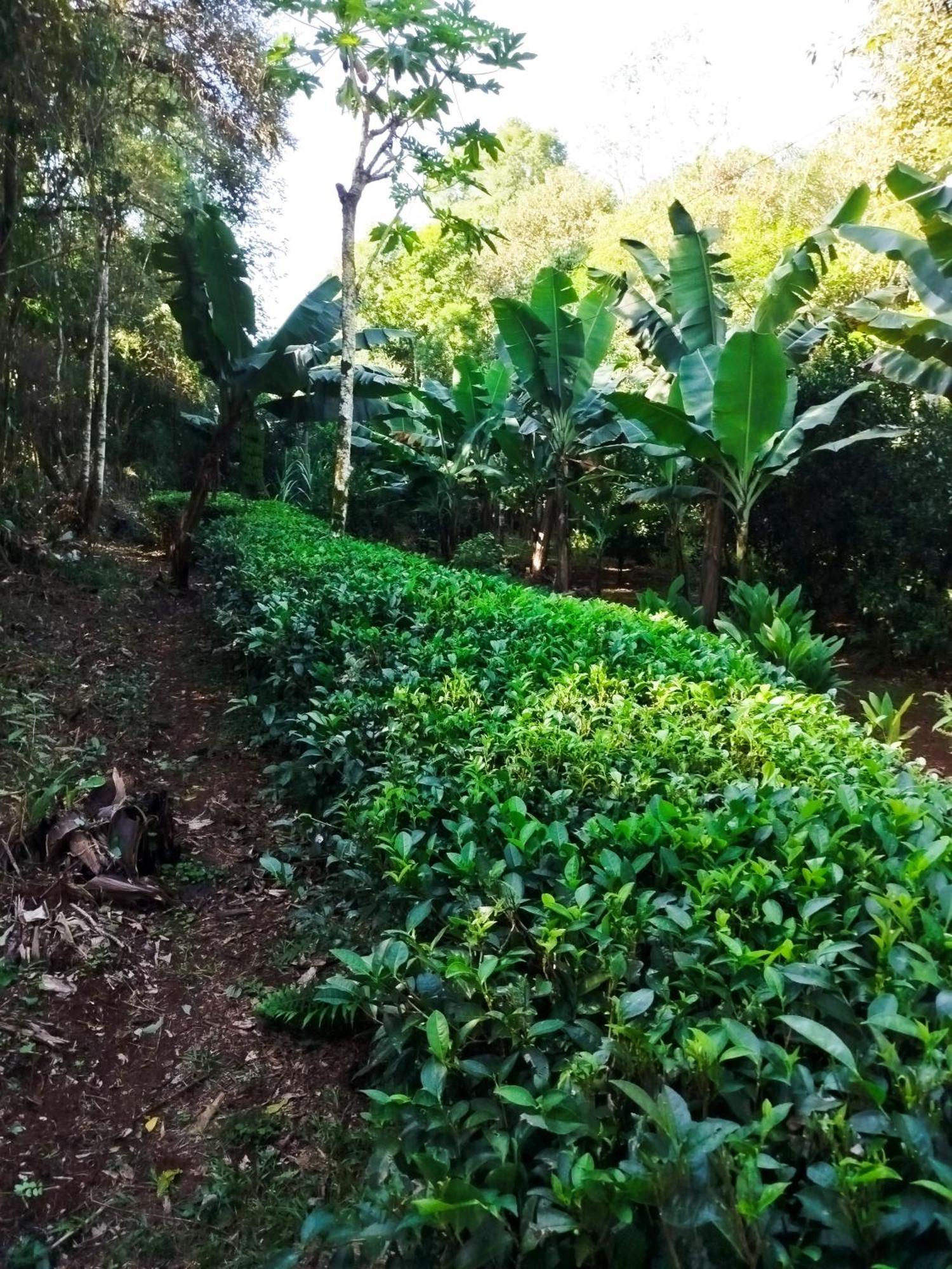 Yasi Yatere Reserva Agroecologica Farm stay *